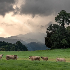 Tour del Queso Caminando